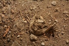 DSC_4443 (Kopiowanie).jpg